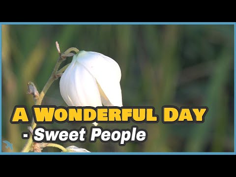 [4K] Sweet People - A Wonderful Day 1981