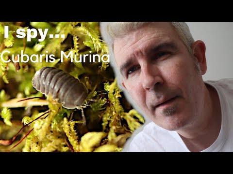 Svinka Cubaris (Cubaris murina) — video o chove a starostlivosti