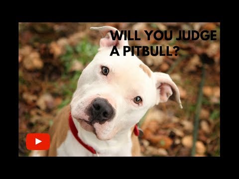 Will you judge a pitbull?