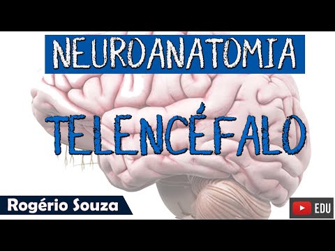 TELENCEPHALON - Neuroanatomy Class with Rogério Souza