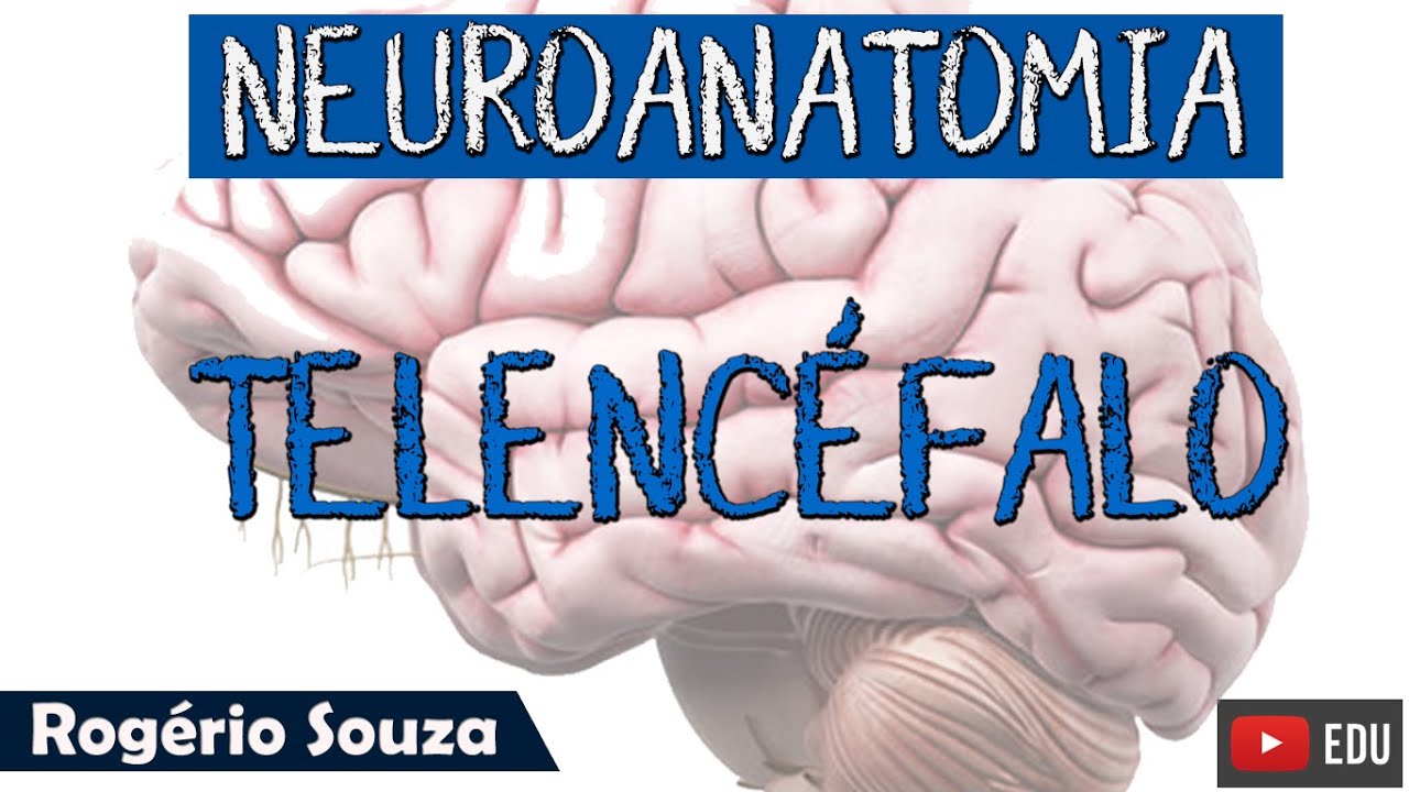 TELENCÉFALO - Aula de Neuroanatomia com Rogério Souza