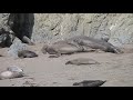 Northern Elephant Seals And Pups