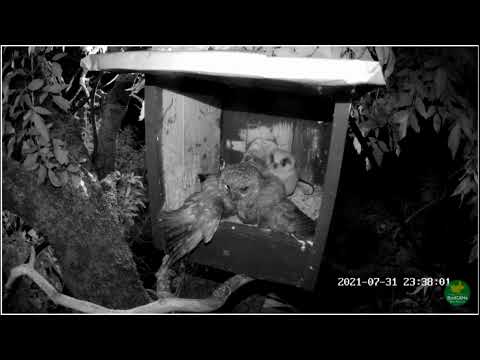 Owl attacked the nest of the Red footed falcon at night and took the chick/Ящик кобчика. Сова напала