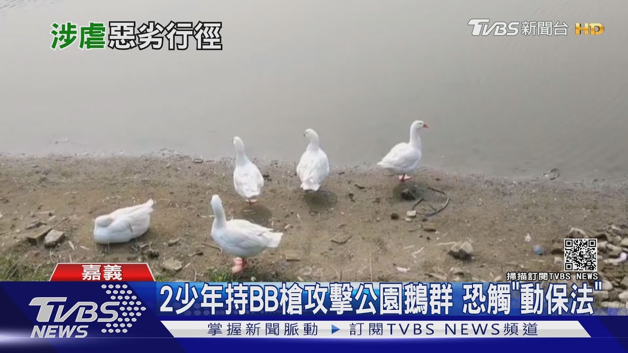 毋通喔！2少年持仿衝鋒槍BB彈射擊鵝群　恐觸動保法
