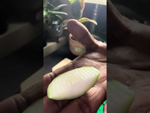 Green Jujube Another Exotic Fruit Find