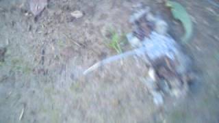 blowing up a dead rat