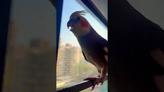 Download lagu Cockatiel calling sound mp3 Download lagu Cockatiel calling sound mp3