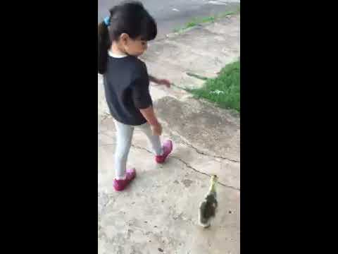 Passeando com o meu Ganso Africano na rua