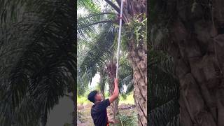 Download lagu Panen sawit tanpa turun pelepah #shorts mp3