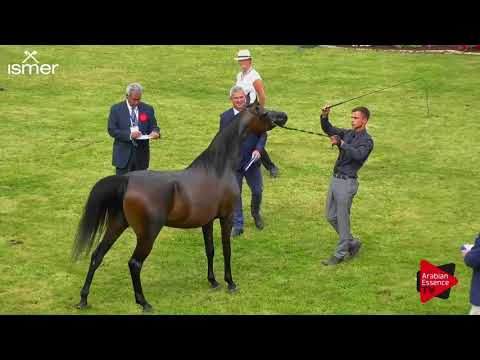 N.23 WIEZA CZAROW - Strohen 2018 C European