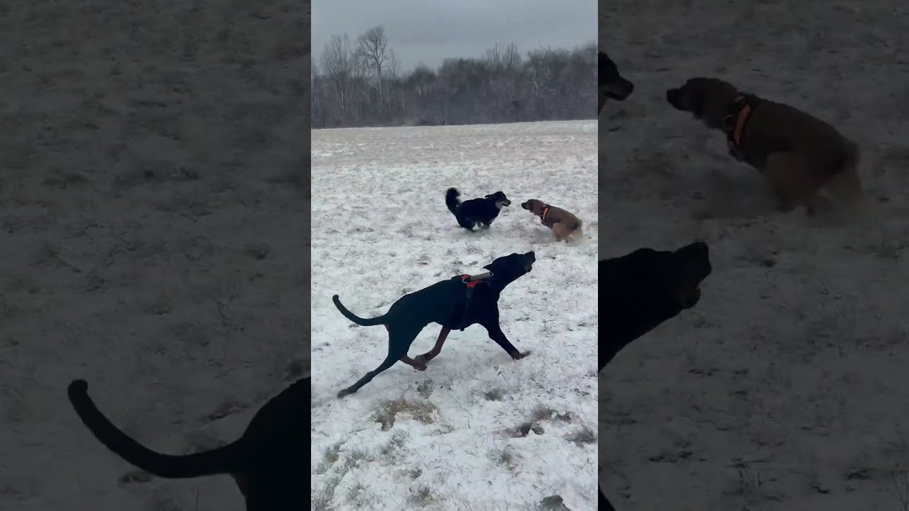 Tucker - UPDATE - Medical hold, a ADOPTABLE Doberman Pinscher in St Stephen, NB video 5/5