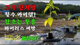 고추 탄저병 예방 치료제 걱정없이 확실하게잡는법 멀칭닥터