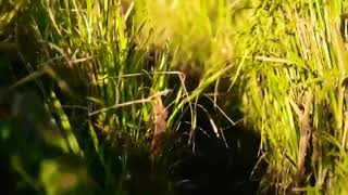 Download lagu Element - tak tersisa ( lirik) mp3