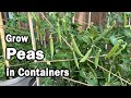 How to Grow Peas in Containers | An Easy Planting Guide