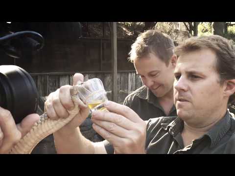 King Brown Snake venom milking record broken!