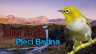 Download lagu Suara Pleci Betina Lenjeh Memancing Emosi Pleci Jantan mp3 Download lagu Suara Pleci Betina Lenjeh Memancing Emosi Pleci Jantan mp3