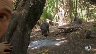 Hippo Encounter | Marooned