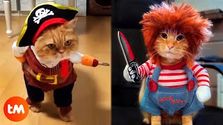 The 15 Best HALLOWEEN COSTUMES For CATS 🎃😺