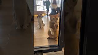 脱走したいジャカルタの猫カフェ店員 #cat #kucing #catcafe #tangerang #BSD #indonesia #猫 #猫カフェ #茶トラ