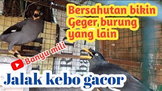 Download lagu Jalak kebo gacor full isian saling bersahutan mp3