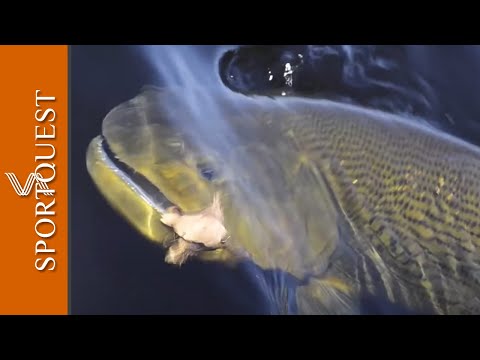 Fly Fishing Golden Dorado at Pira Lodge, Argentina 🇦🇷