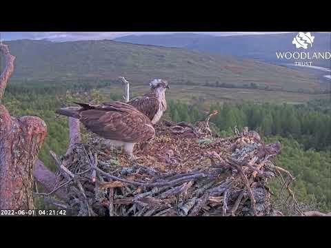 First feed for the littlest Loch Arkaig Osprey when dad brings an early breakfast 1 Jun 2022