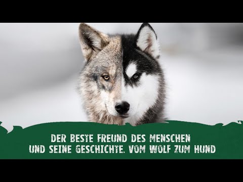 Die Geschichte vom Wolf zum Hund