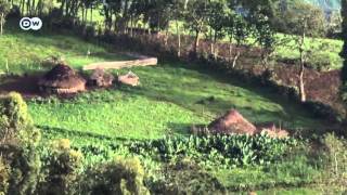 Ethiopia's rare mountain lions