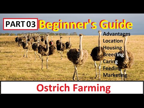 , title : 'How To Start Ostrich Farming | Business Starting Guide For Beginners | Complete Guide | Part 2 |'