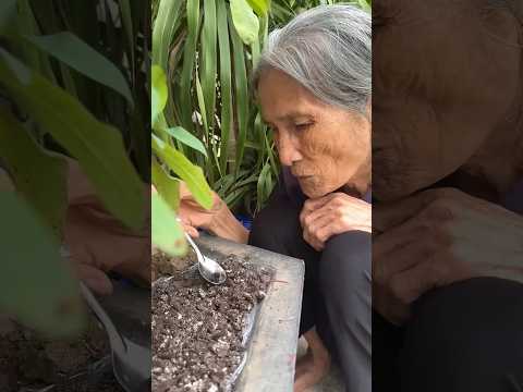 Bà nội ăn đất và cái kết bất ngờ😂😂😂🍓🥭#shorts#funny #p3296