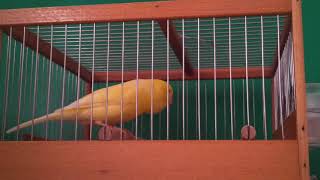 Download lagu كناري_المالينوا (الووتر سلاجر) Water Slager (Malins Canary ) mp3 Download lagu كناري_المالينوا (الووتر سلاجر) Water Slager (Malins Canary ) mp3