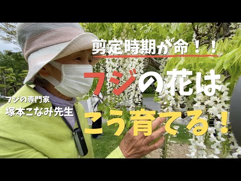 キョウチクトウ豆は切ったほうがいいですか？いつ、どのように行うのですか?ちょっとしたメンテナンスガイド  庭園