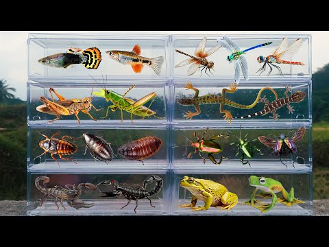 I am hunting for insects in the garden I found a Gecko, Big Cockroach, Platy fish, Crab, Grasshopper