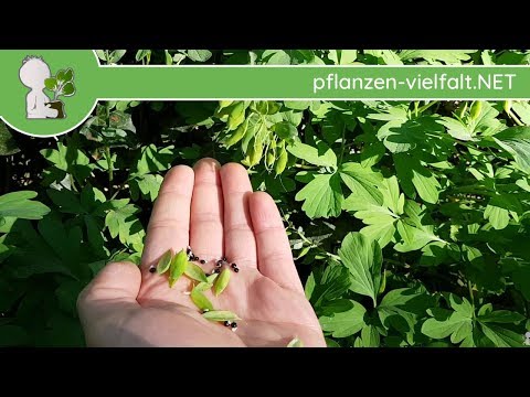 Hohler Lerchensporn - Samen - 22.04.18 (Corydalis cava) - giftige Wildpflanzen bestimmen