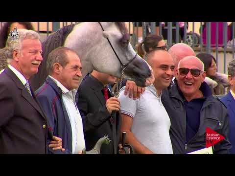 1 st Place  N.40 TF ANDRUS - 2017 Italian Nationals - Yearling Colts Championship (Class 16)