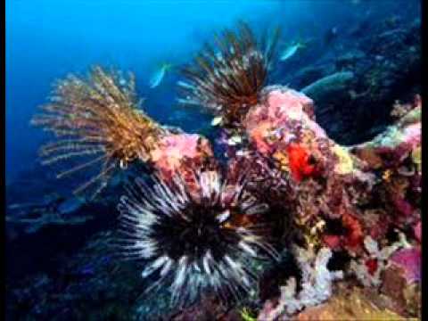 Taina G feat Green Haus - Mamaro