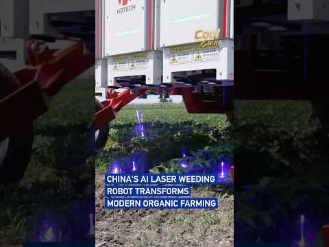 China's AI laser weeding robot transforms modern organic farming#coolchina