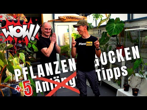 , title : 'Pflanzen SHOP + 5 Anfänger Tipps für Zimmerpflanzen - Pflege Umtopfen Licht Dünger und Co.'