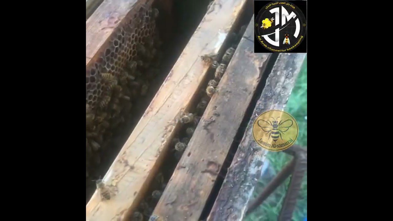 السباق بين الملكةوالشغالات العاملة في جمع العسل ووضع البيض