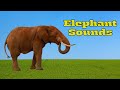 SONS Elefante Elephant SOUNDS