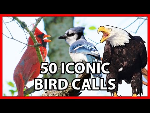 50 Iconic Bird Sounds
