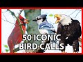 50 Iconic Bird Sounds