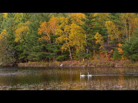 2019 Fall Canoe Trip - Little Indian Sioux Entry in 4K