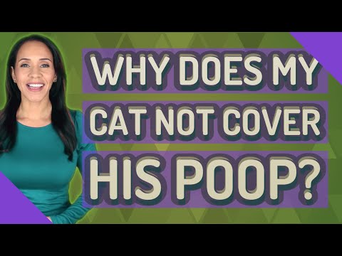 Why does my cat not cover his poop?