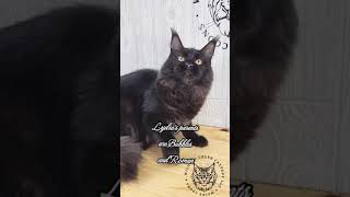 Lydia the magestic Maine Coon! She is a black smoke. #cat #mainecoon #catlover