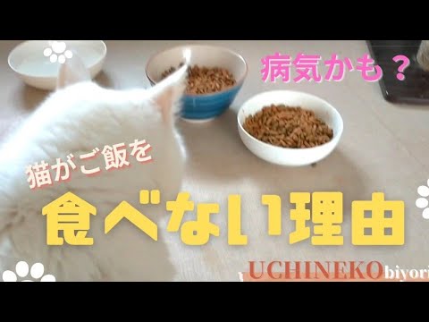 うちの猫がご飯を食べたくなくて悲しい:原因と解決策