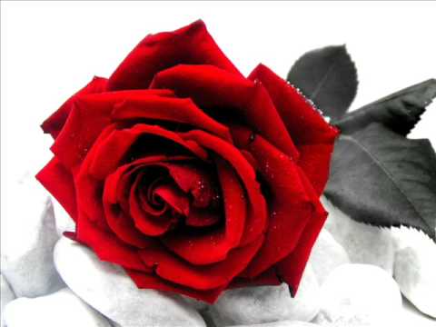 rose rosse - massimo ranieri