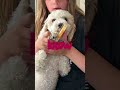 Your So Obsessed Wit Dogs Slay Dog