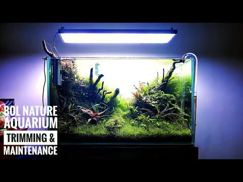 80L Nature Aquarium - Maintenance and trimming