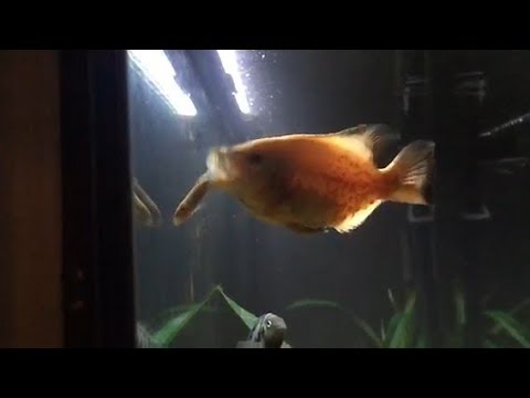 Leviathan The Oscar eats a Rosy Red Minnow